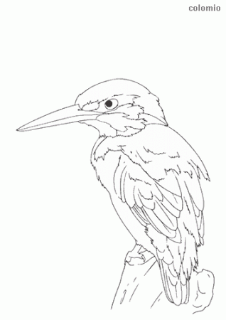 Birds coloring pages » Free & Printable » Bird coloring sheets