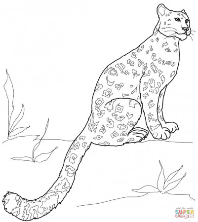 Snow Leopard Sitting coloring page | Free Printable Coloring Pages