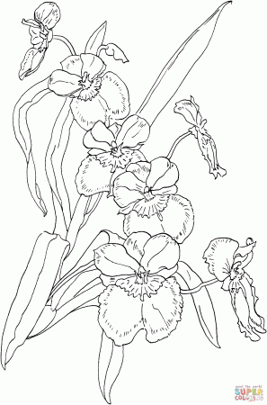 Miltonia Pansy Orchid coloring page | Free Printable Coloring Pages