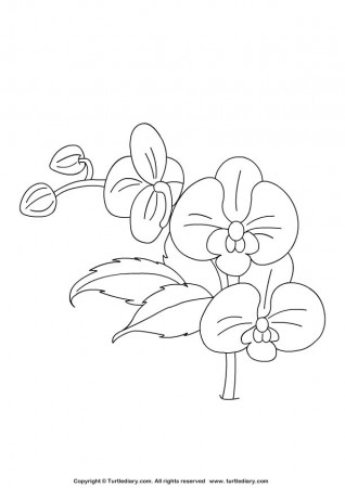 Orchid Coloring Sheet