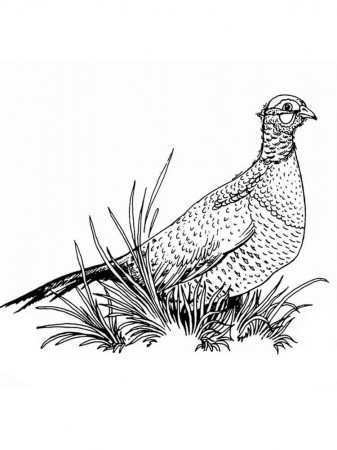 Pheasant coloring pages. Download and print Pheasant coloring pages