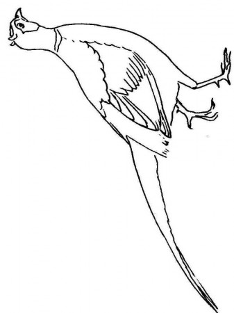 Pheasant Coloring Pages - Best Coloring Pages For Kids