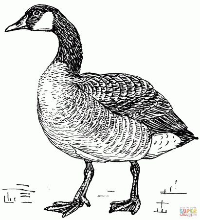 Canada Goose in Flight coloring page | Free Printable Coloring Pages