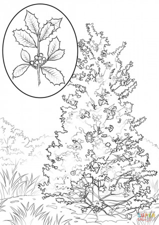 American Holly coloring page | Free Printable Coloring Pages