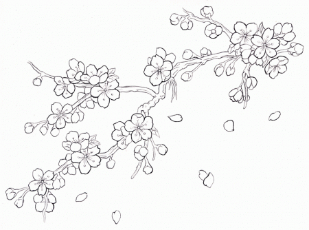 Free Cherry Blossom Coloring Page, Download Free Clip Art ...