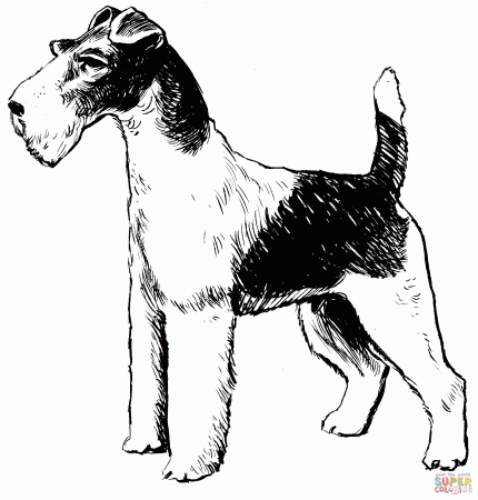 Wire Fox Terrier coloring page | Free Printable Coloring Pages