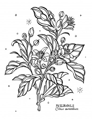 Botanical Coloring Pages — Jill De Haan