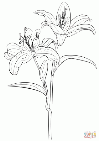 Tiger Lily coloring page | Free Printable Coloring Pages