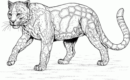 Free Coloring Pages Leopard - Get Coloring Pages