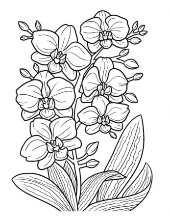 Premium Vector | Orchid flower coloring page for adults