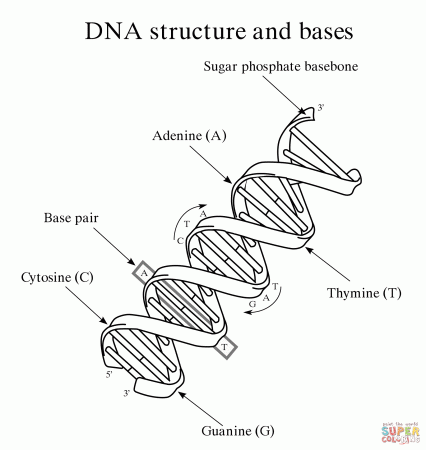 Structural Differences Between RNA and DNA coloring page | Free ...