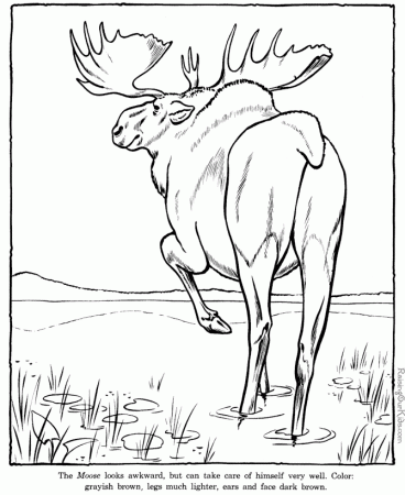 Animal Coloring Pages Moose - Coloring Pages For All Ages
