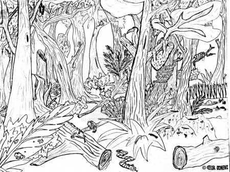 forest coloring pages for kids - Clip Art Library