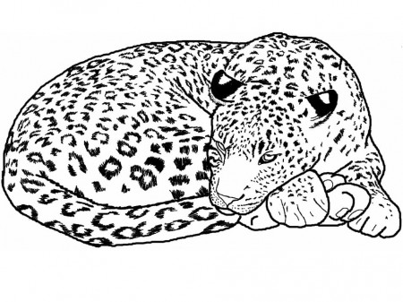 Sleeping Leopard Coloring Page - Free Printable Coloring Pages for Kids