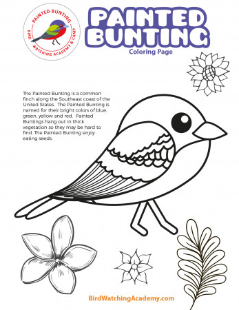 Painted Bunting Coloring Page - Bird Watching Academy