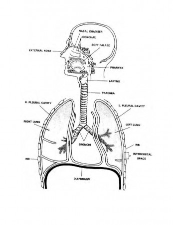 Tag: human respiratory system diagram without labels - Human ...