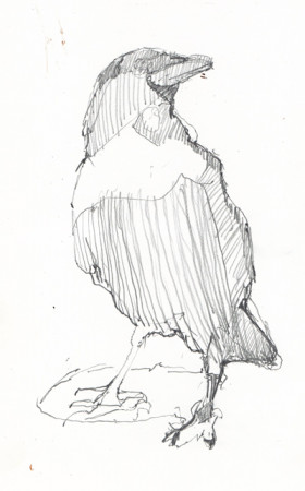 Quick Crow Sketch | Robert Pollien, Artist: Maine, Wyoming ...