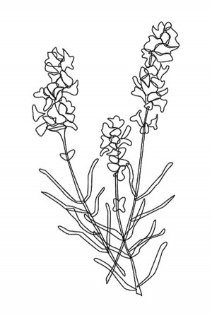 Lavender Coloring Pages - Best Coloring Pages For Kids | Flower drawing, Coloring  pages, Outline drawings