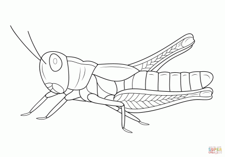 Grasshopper coloring page | Free Printable Coloring Pages