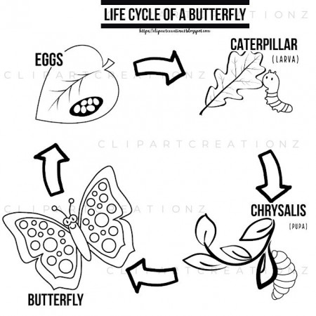 Clipart Creationz: Life cycle of butterfly coloring clipart | Butterfly  life cycle, Life cycles, Colorful butterflies