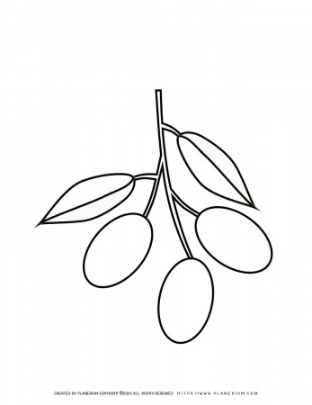 Olives - Coloring page | Planerium