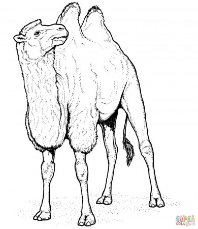 Camels coloring pages | Free Coloring Pages