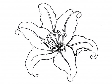 Hawaiian Flower Coloring Pages | Flower Coloring pages of ...