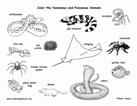 Poisonous Animals Coloring Pages