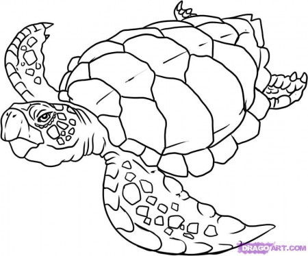 How to Draw a Turtle, Step by Step, Reptiles, Animals, FREE Online 