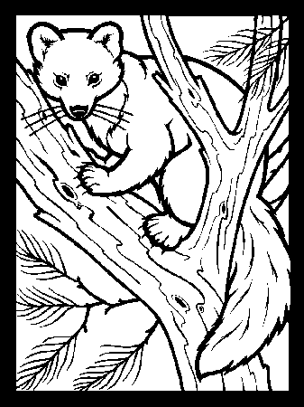 Animal Prints Colouring Pages (page 2)