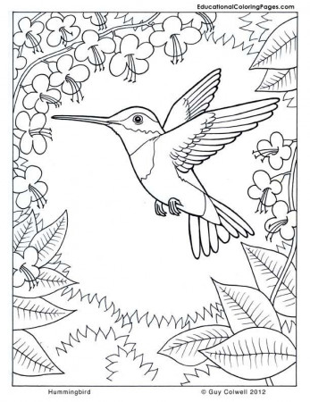 coloring pages hummingbirds | COLORING THERAPY