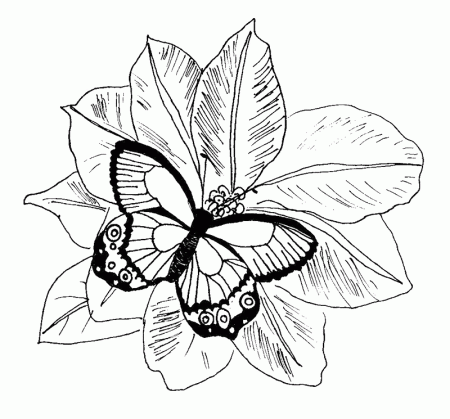 butterfly coloring pages fritillary