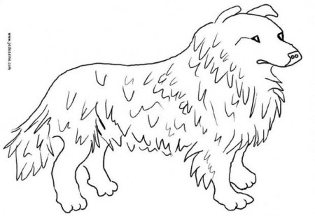 Collie coloring pages - Hellokids.com