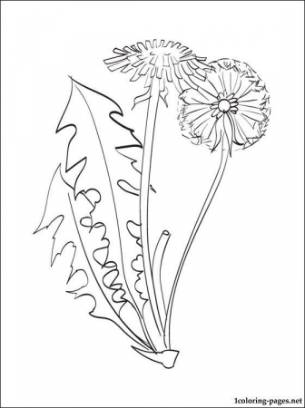 Dandelion coloring page | Coloring pages | Dandelion drawing, Coloring pages,  Ink illustrations | Dandelion drawing, Dandelion art, Pencil drawings of  flowers