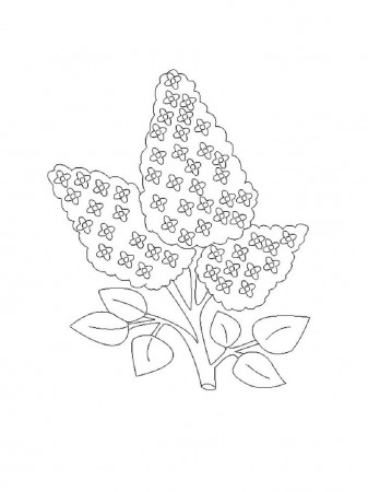 Lilac Coloring Pages - Best Coloring Pages For Kids in 2022 | Coloring pages,  Printable flower coloring pages, Coloring pages for kids