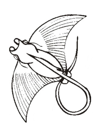Manta Ray for Kid Coloring Page - Free Printable Coloring Pages for Kids