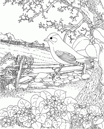 Adult coloring pages outdoors