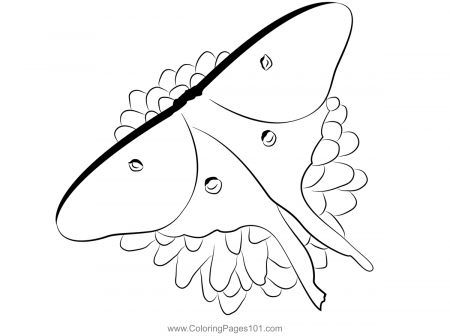 Moth Flower Up Coloring Page for Kids - Free Moths Printable Coloring Pages  Online for Kids - ColoringPages101.com | Coloring Pages for Kids