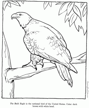 Bald Eagle drawings and coloring pages -007