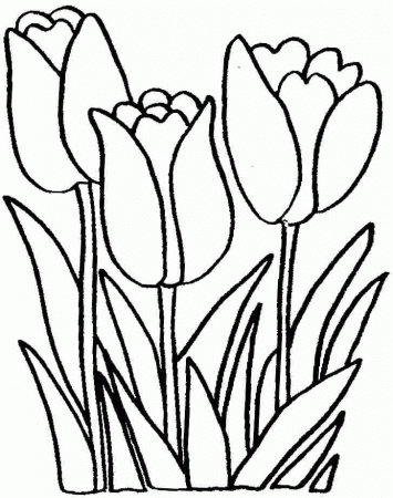 Tulip Flowers Coloring Sheets Free For Preschool 20598#