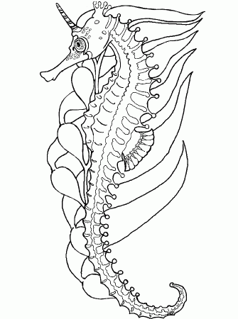 Sea Horse Coloring Page www.