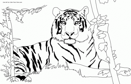 African Rainforest Coloring Page Exploring Nature Educational 