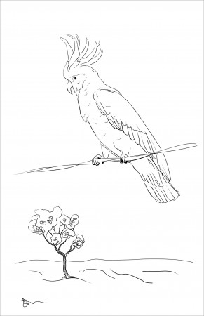 Sulphur Crested Cockatoo Coloring Pages - ColoringBay