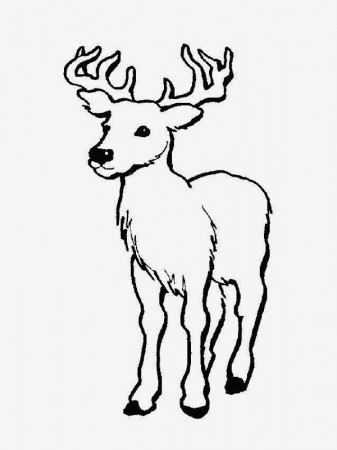 deer coloring pages - Clip Art Library