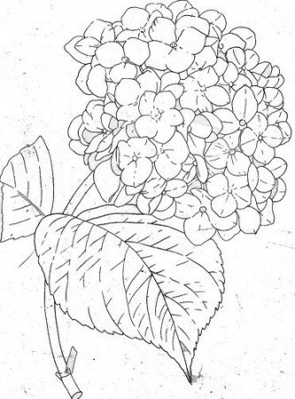 Hydrangea-line | coloring book page | fishcracker | Flickr | Flower  drawing, Fabric painting, Drawings
