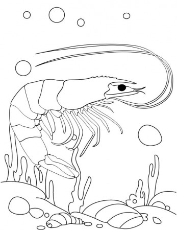 Shrimp under water coloring page | Download Free Shrimp under ...