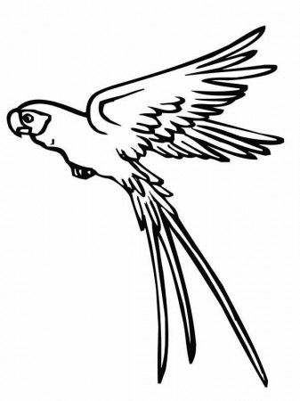 Pin on Parrot Coloring Pages
