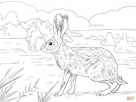 California Jack Rabbit Coloring page | SuperColoring.com | Owl coloring  pages, Bunny coloring pages, Jack rabbit