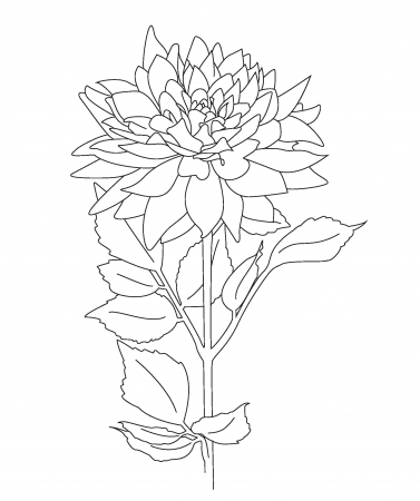 Free Printable Coloring Pages - Botanical PaperWorks