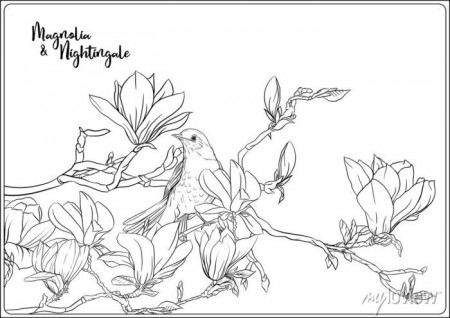 Magnolia tree branch with flowers and nightingale coloring page • wall  stickers style, japan, illustration | myloview.com